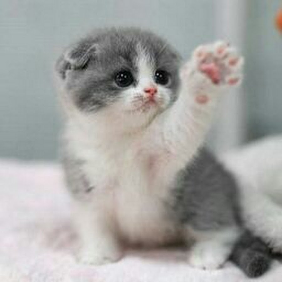 Милые кошечки