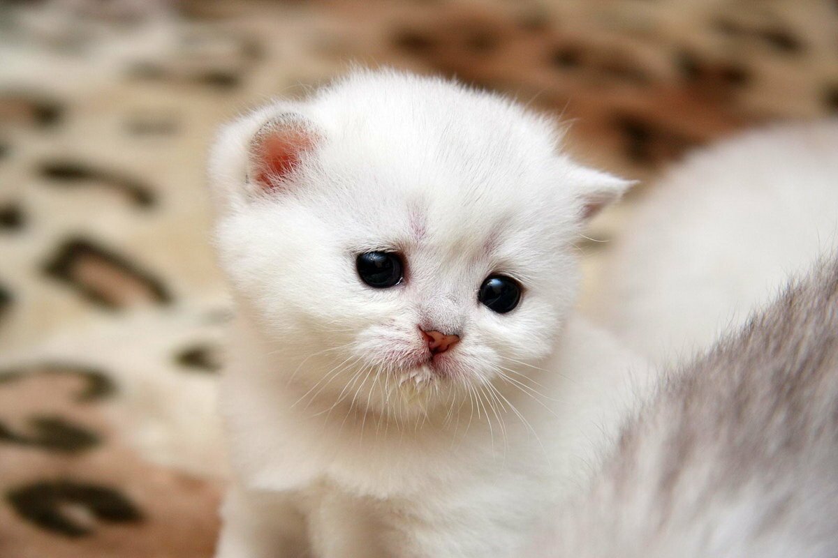 Белый пушистый котенок