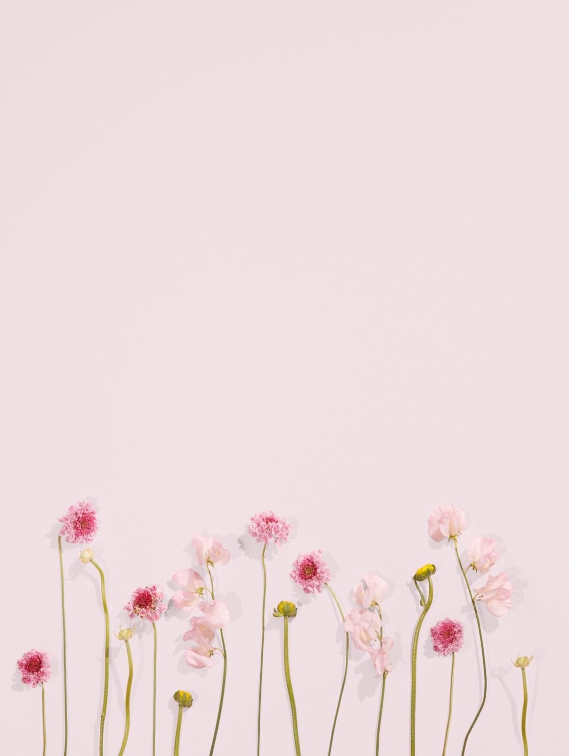 Цветы на Светлом фоне