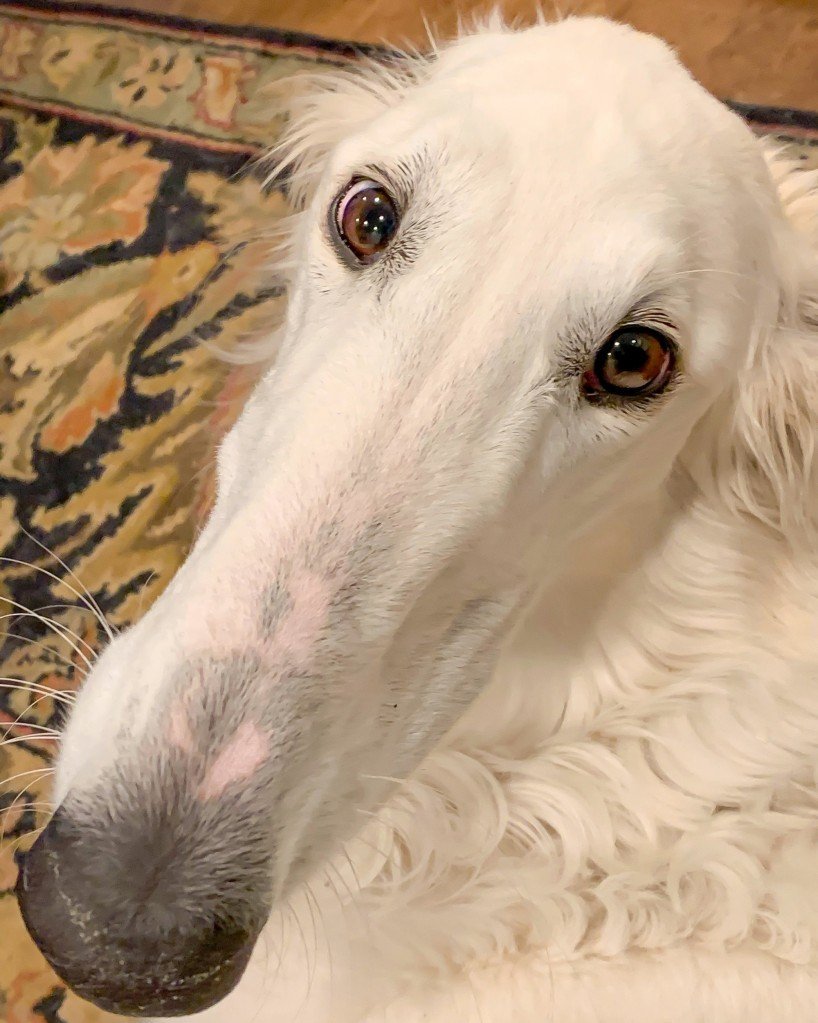 Русская борзая Эрис