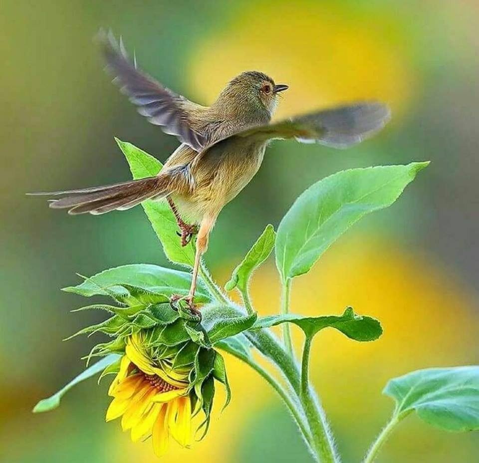 Летние птички