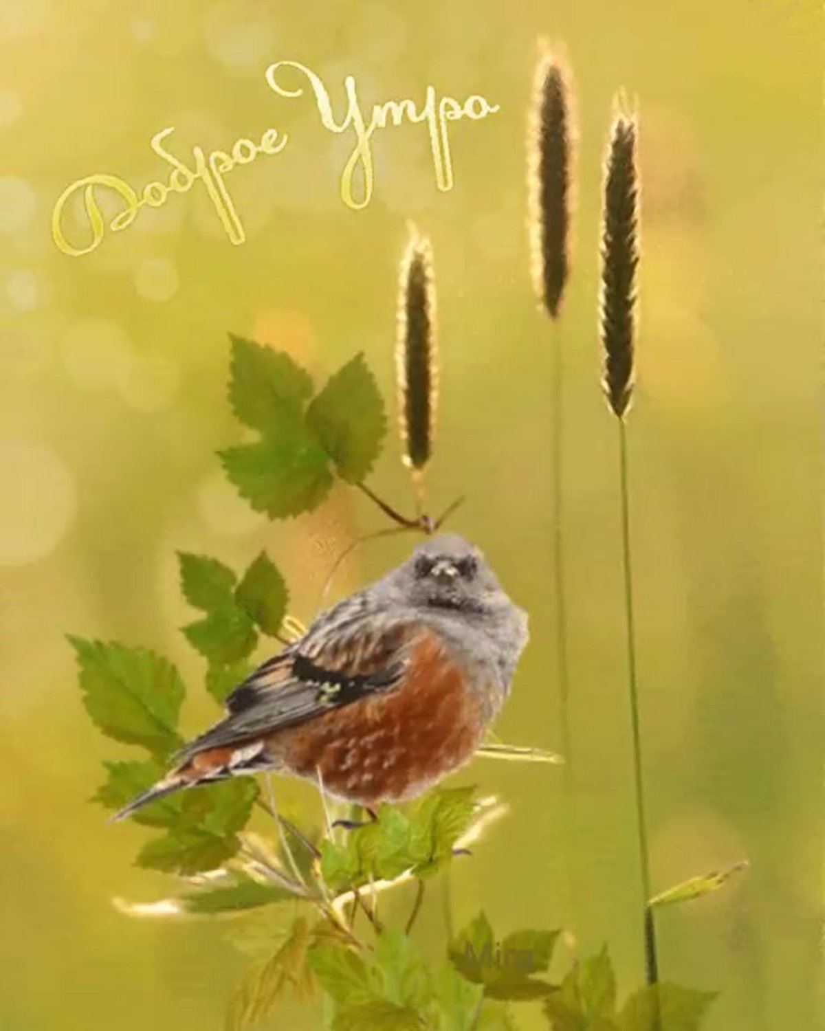 Доброе осеннее утро с птичками