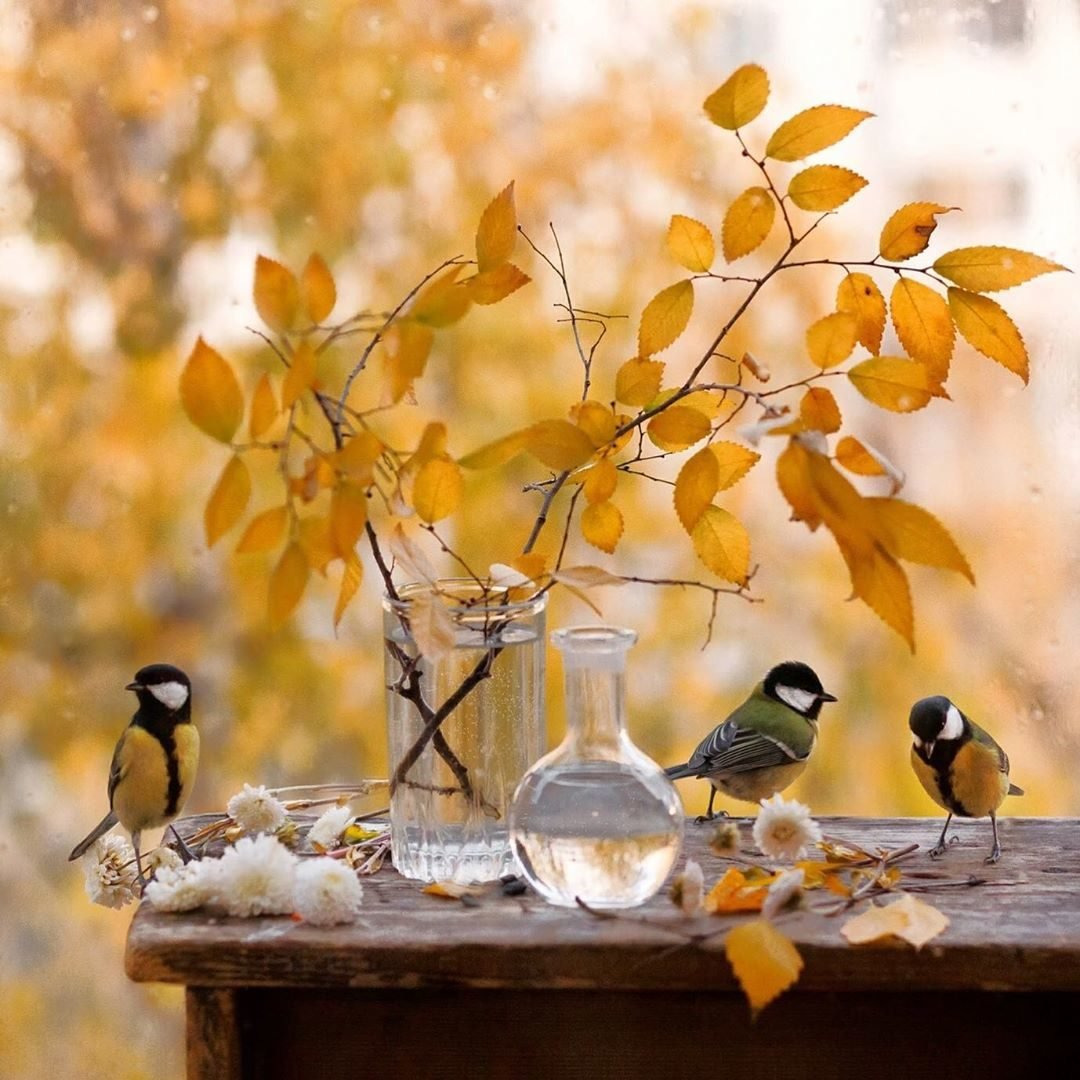 Открытки с добрым утром с попугаем