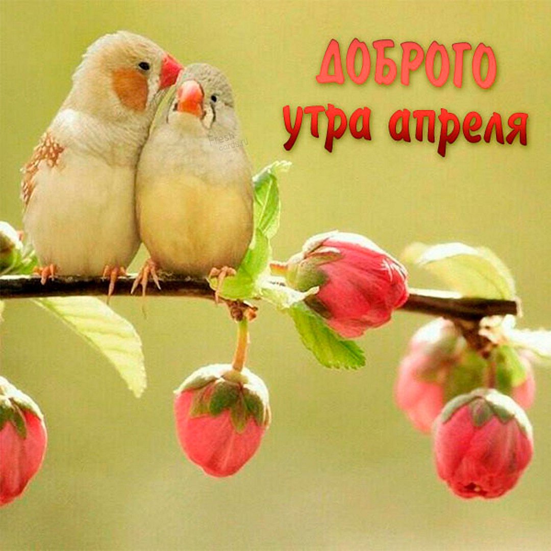 Доброе утро птицы и цветы