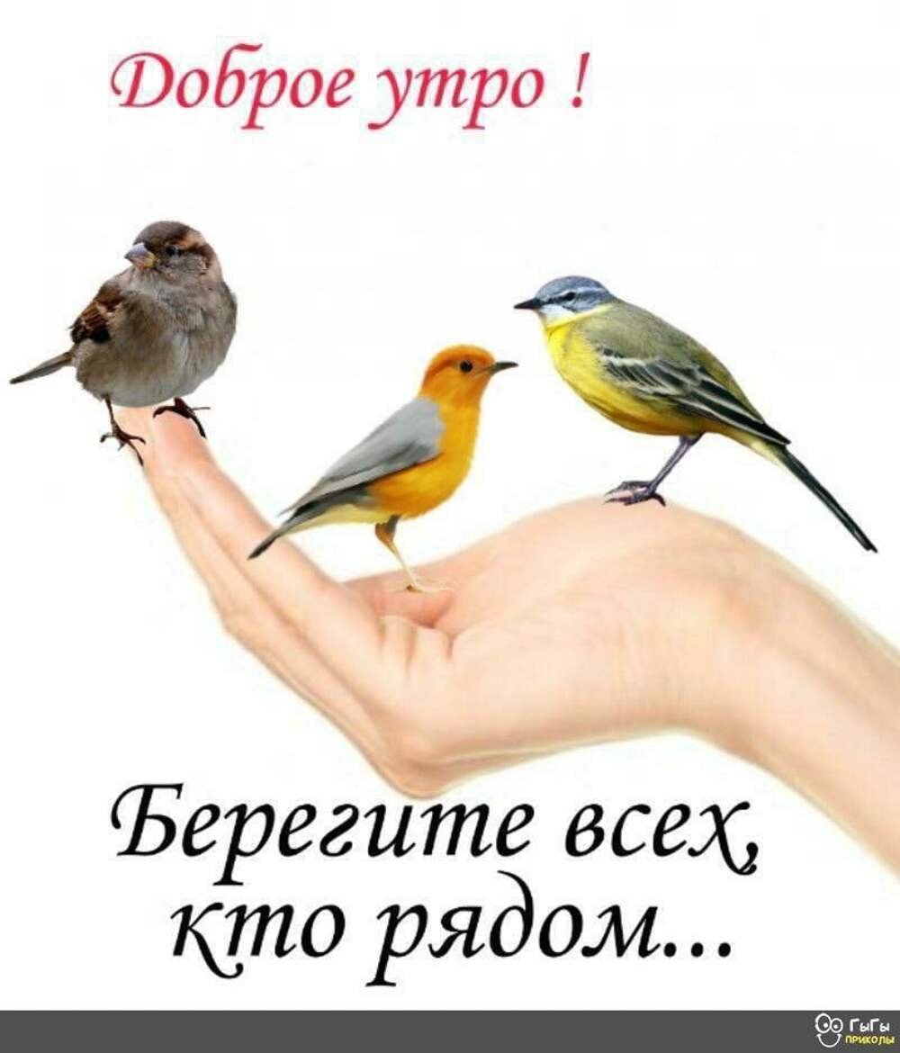 Пожелания с добрым утром с птицами