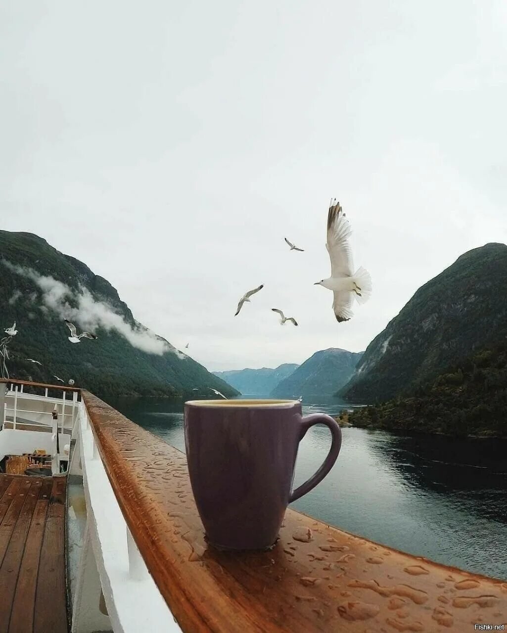 Цветы и животные