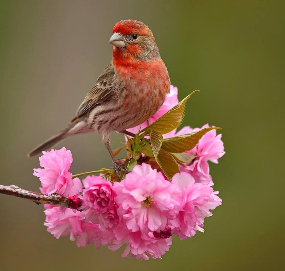 Утренние птицы