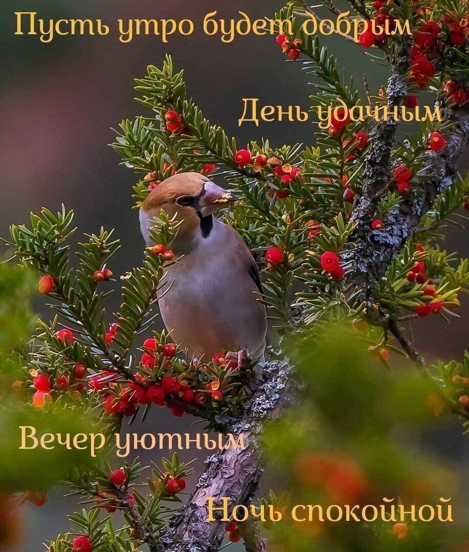 Птицы в городе