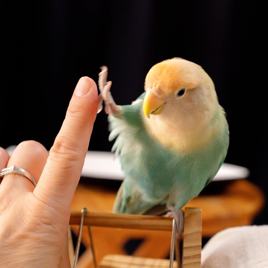 Доброе утро море Чайки