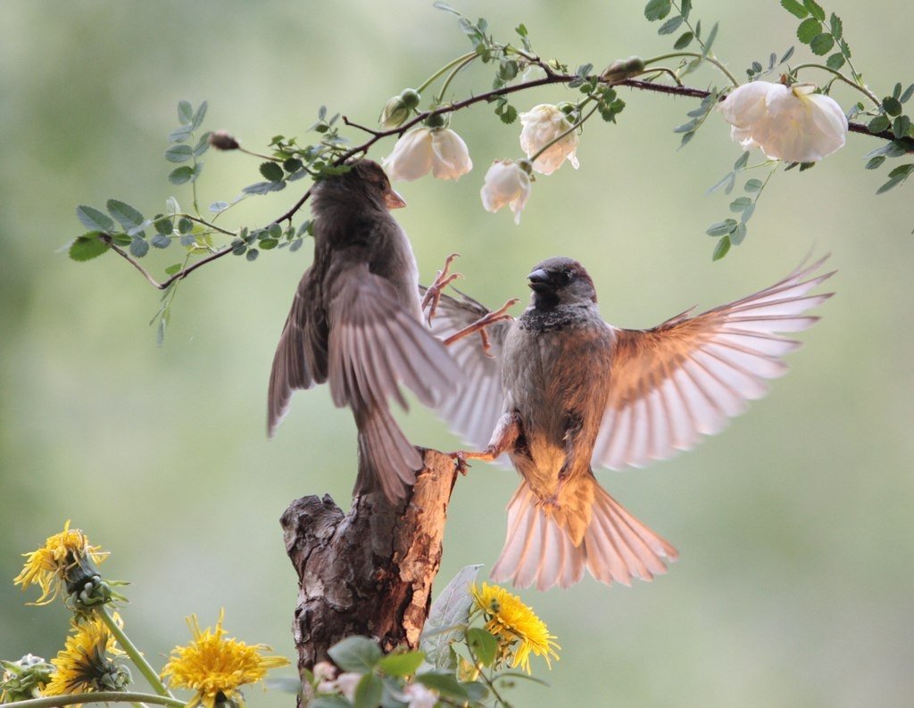 С добрым утром пончики