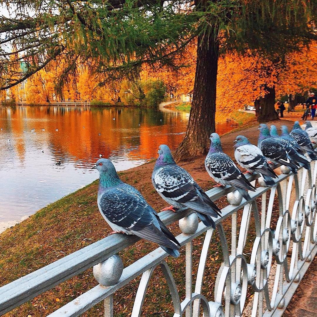 Доброе утро птицы картинки