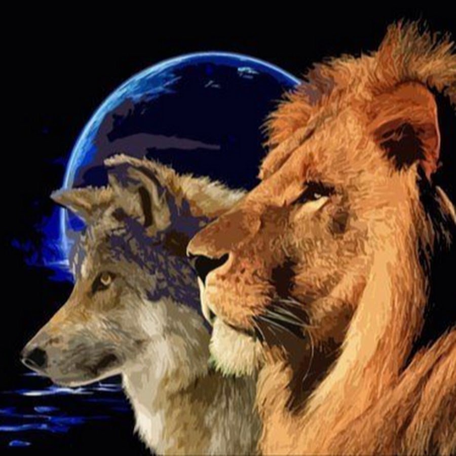 Лев против волка