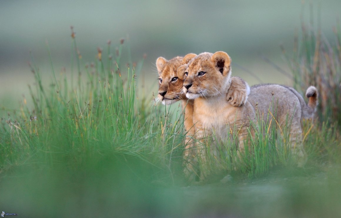 Два львенка