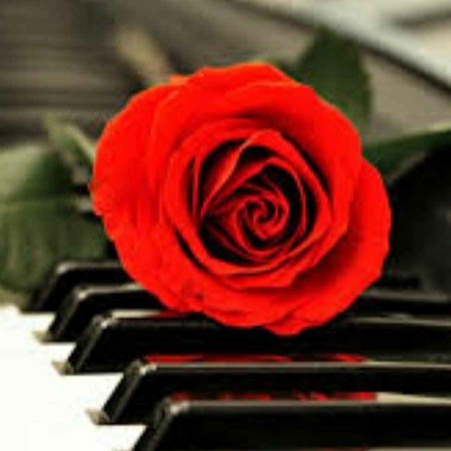 Роза на клавишах силуэт