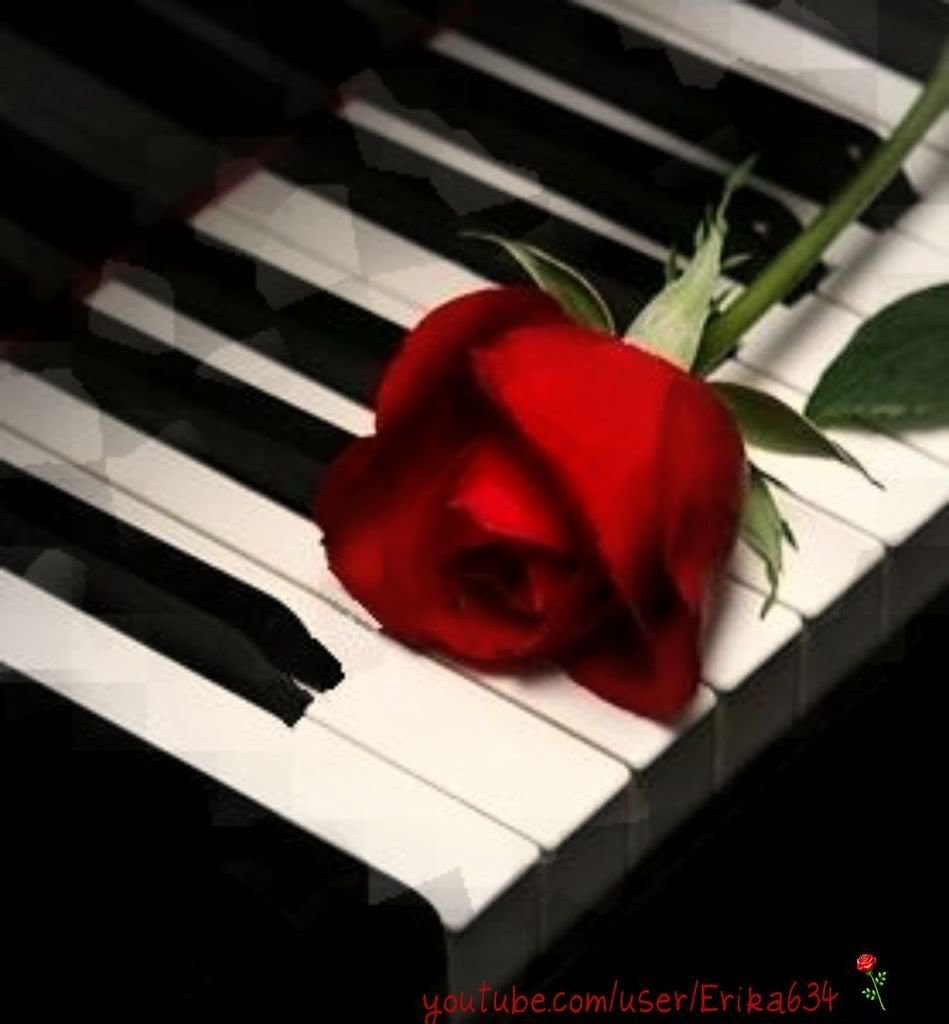 Красные розы на рояле