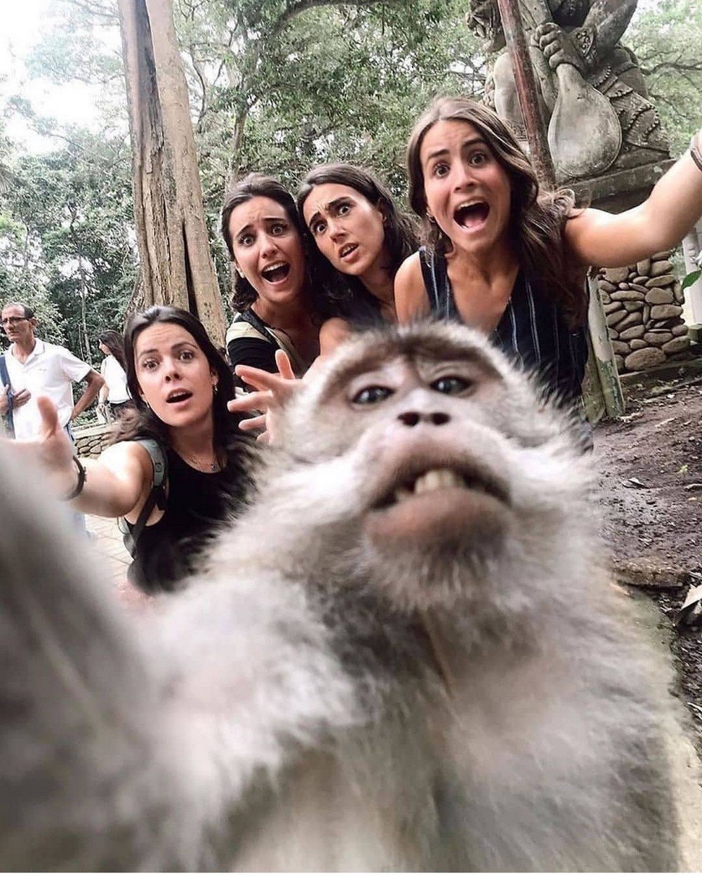 Шимпанзе селфи