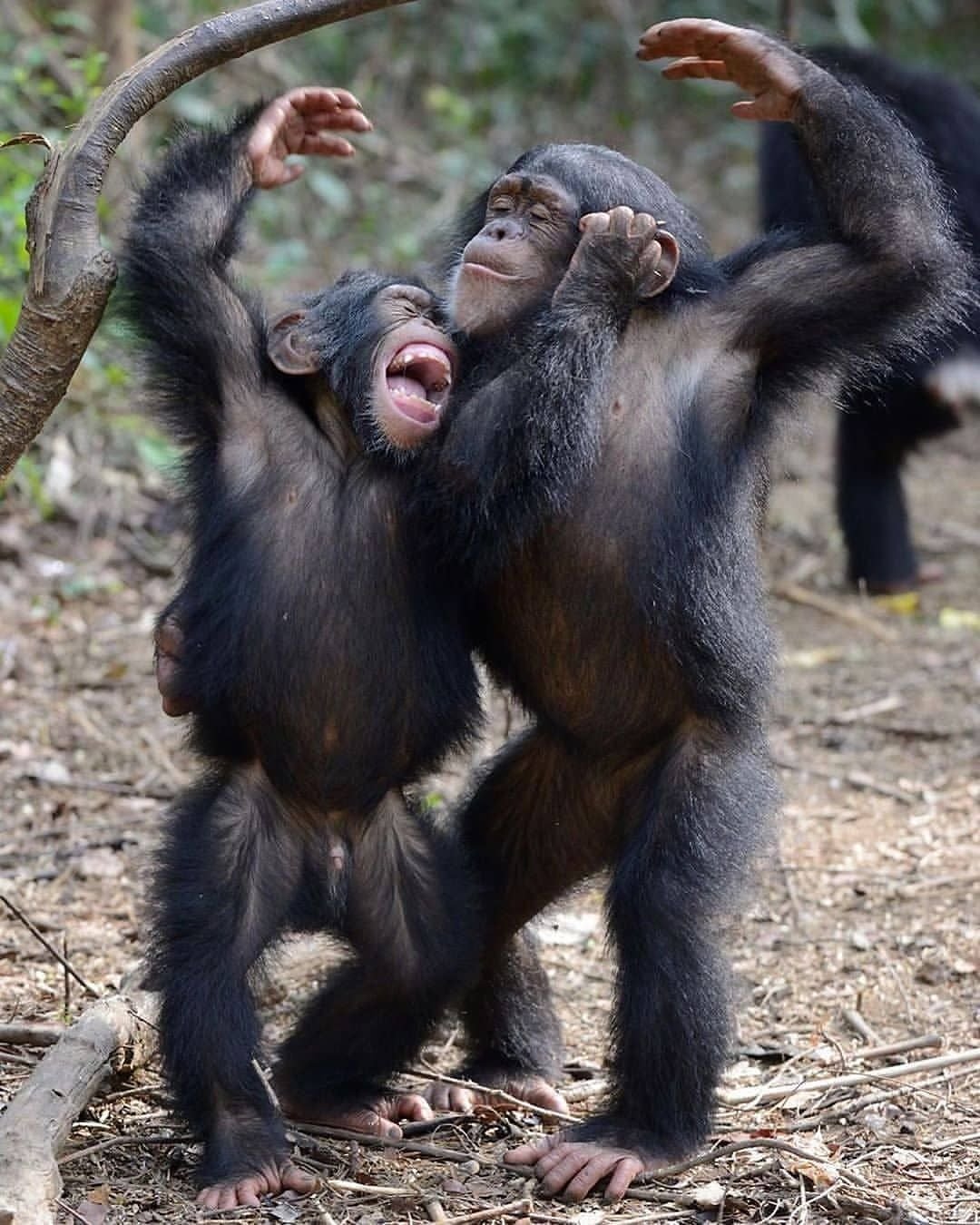 Фото обязаны. Прикольные обезьяны. Две обезьяны. Забавные обезьяны. Обьезины.