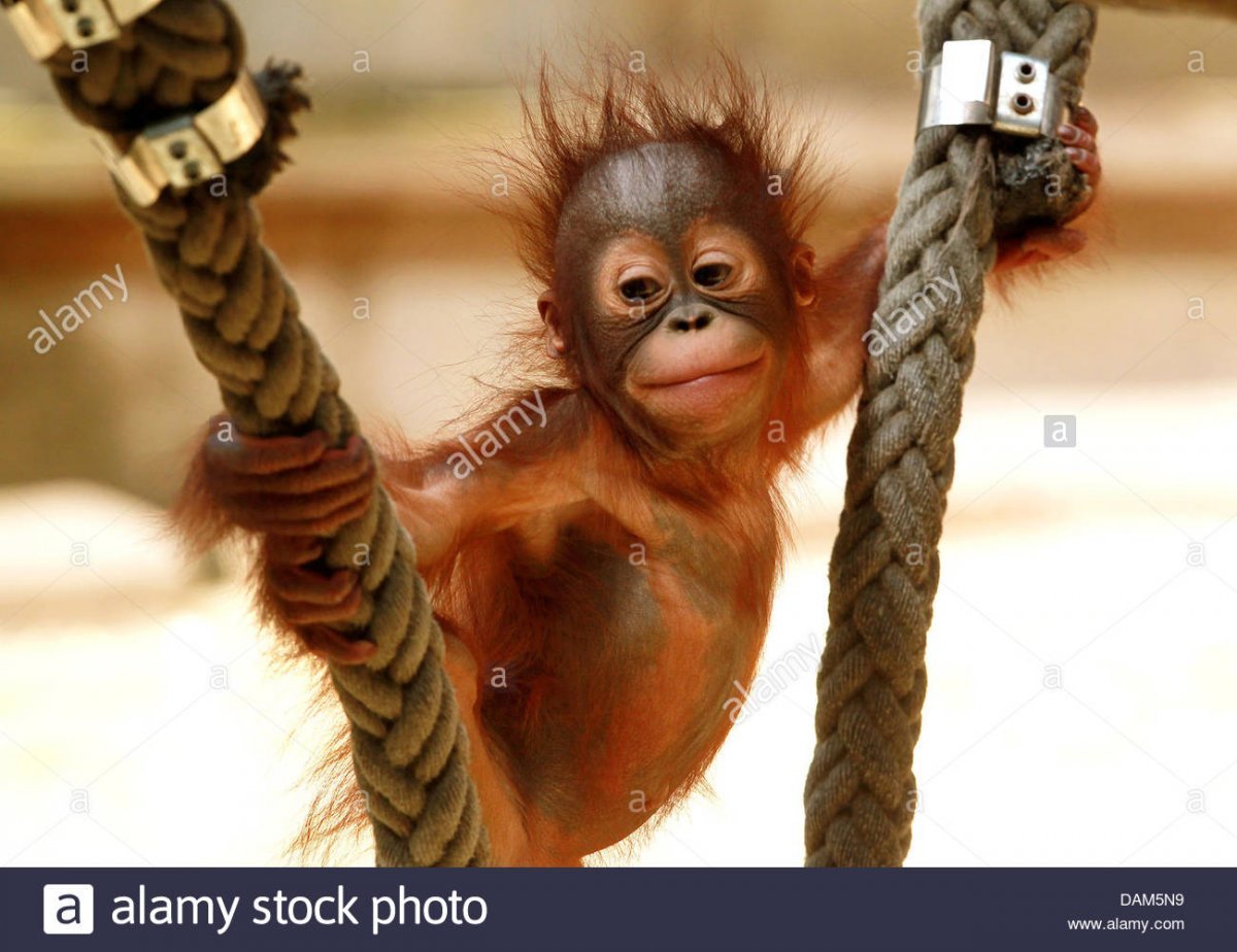 Обезьянка с бантиком