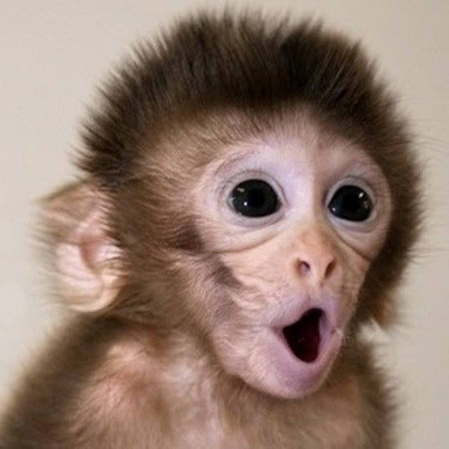 Маришка мартышка