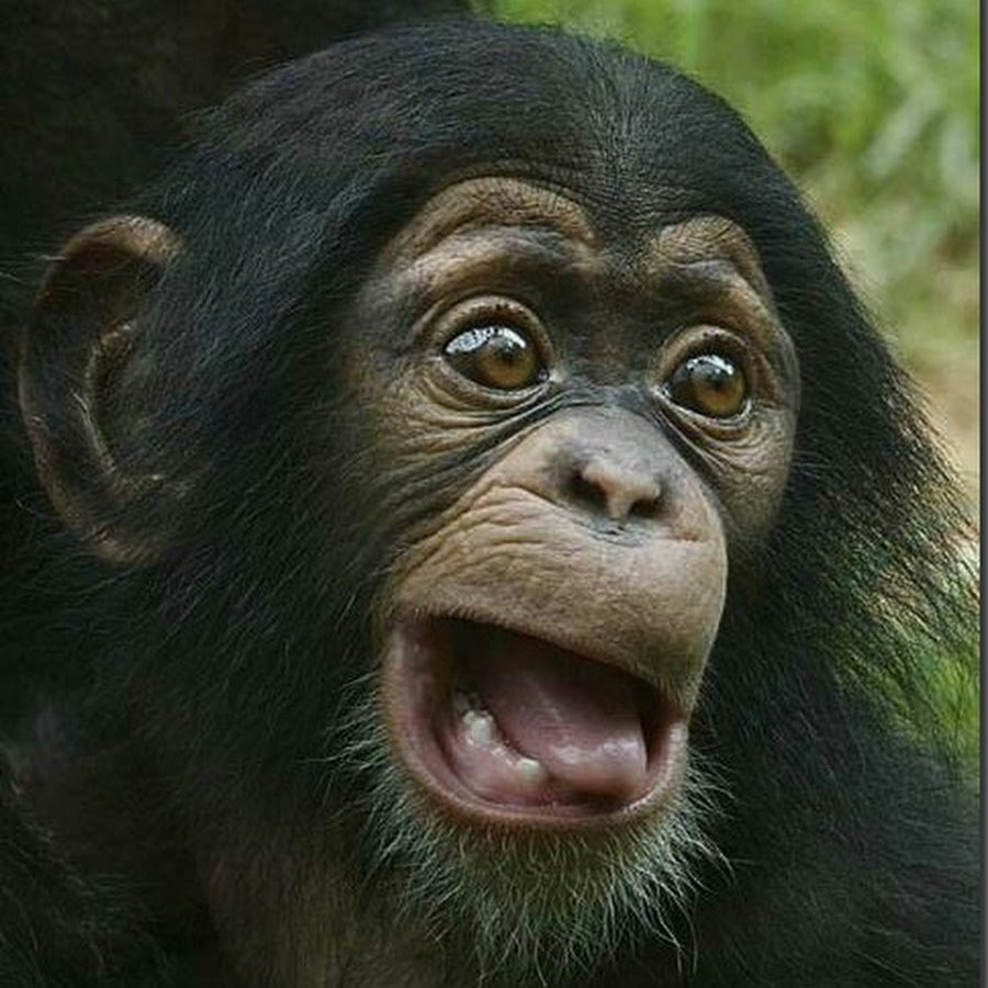 Смешные обезьянки