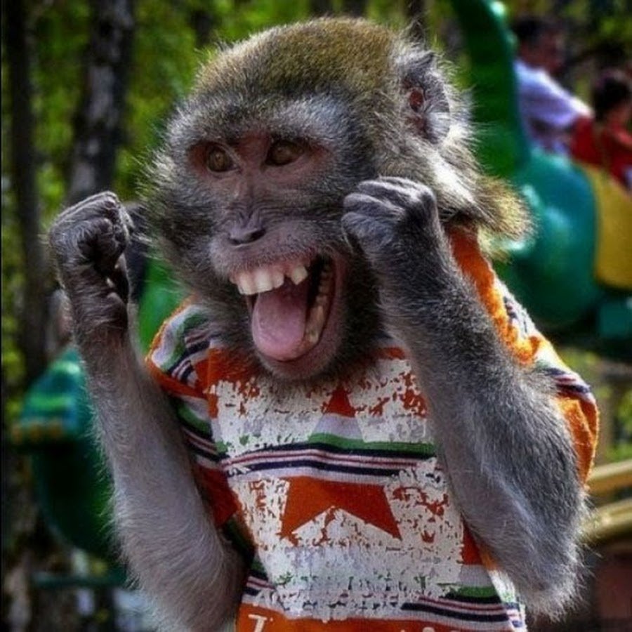 Смешные обезьяны