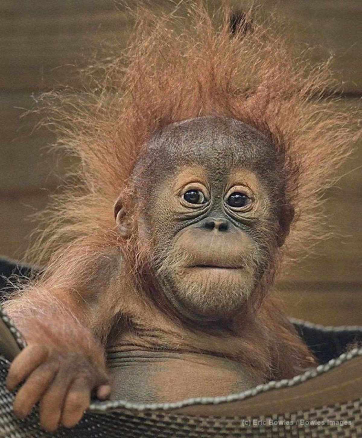 Обезьянки картинки смешные прикольные