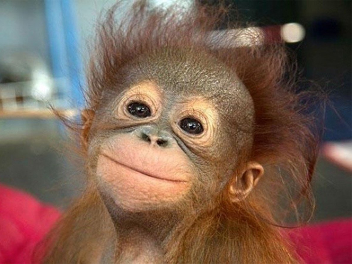 Радостная обезьянка