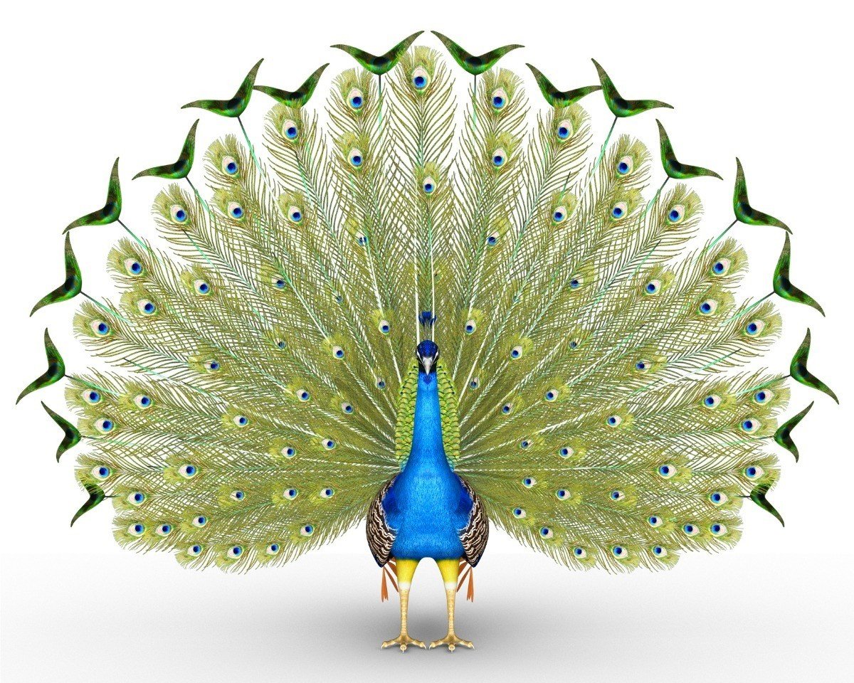 Карточки Домана Павлин