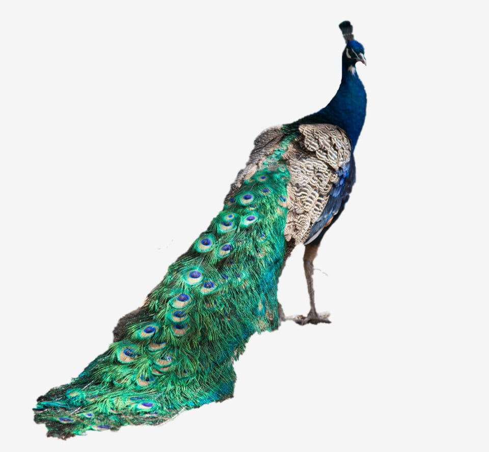 Павлин из мультика