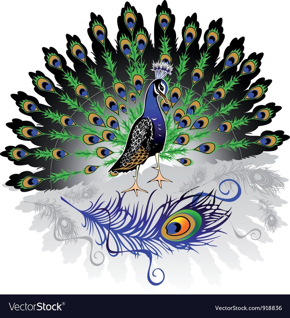 Павлин с распущенным хвостом вектор