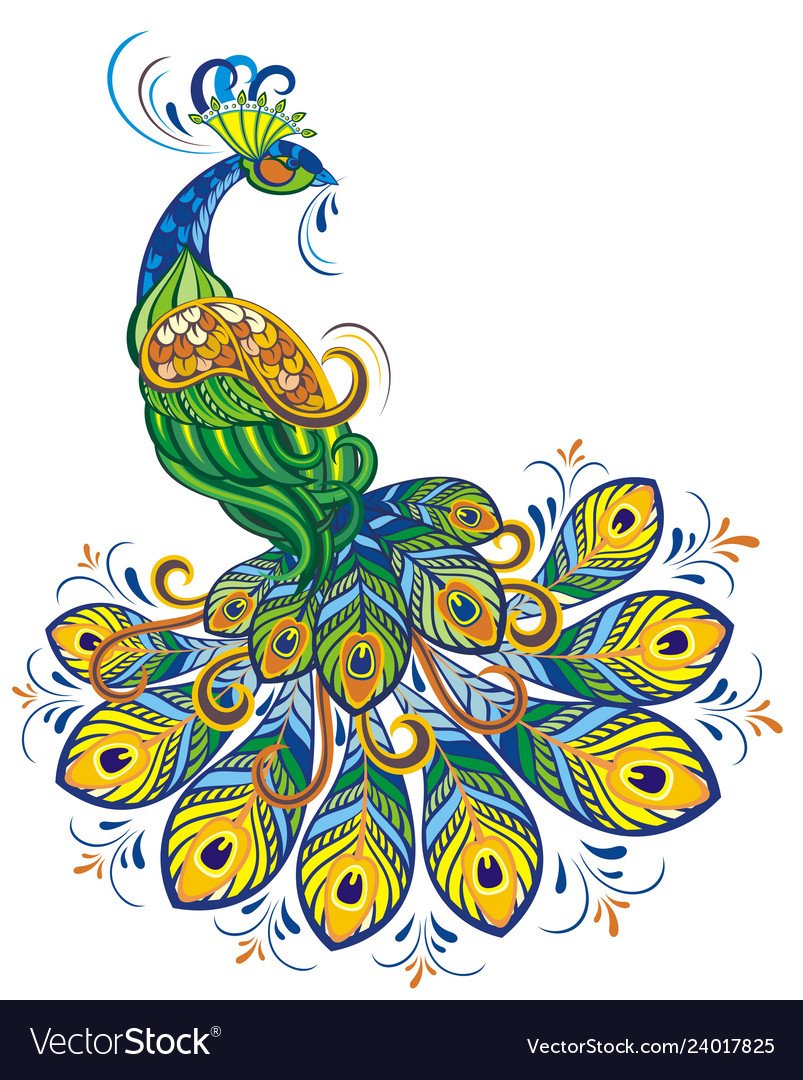 Павлин на белом фоне