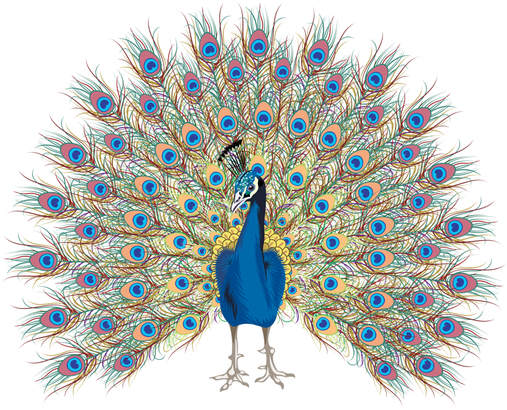 Павлин рисунок