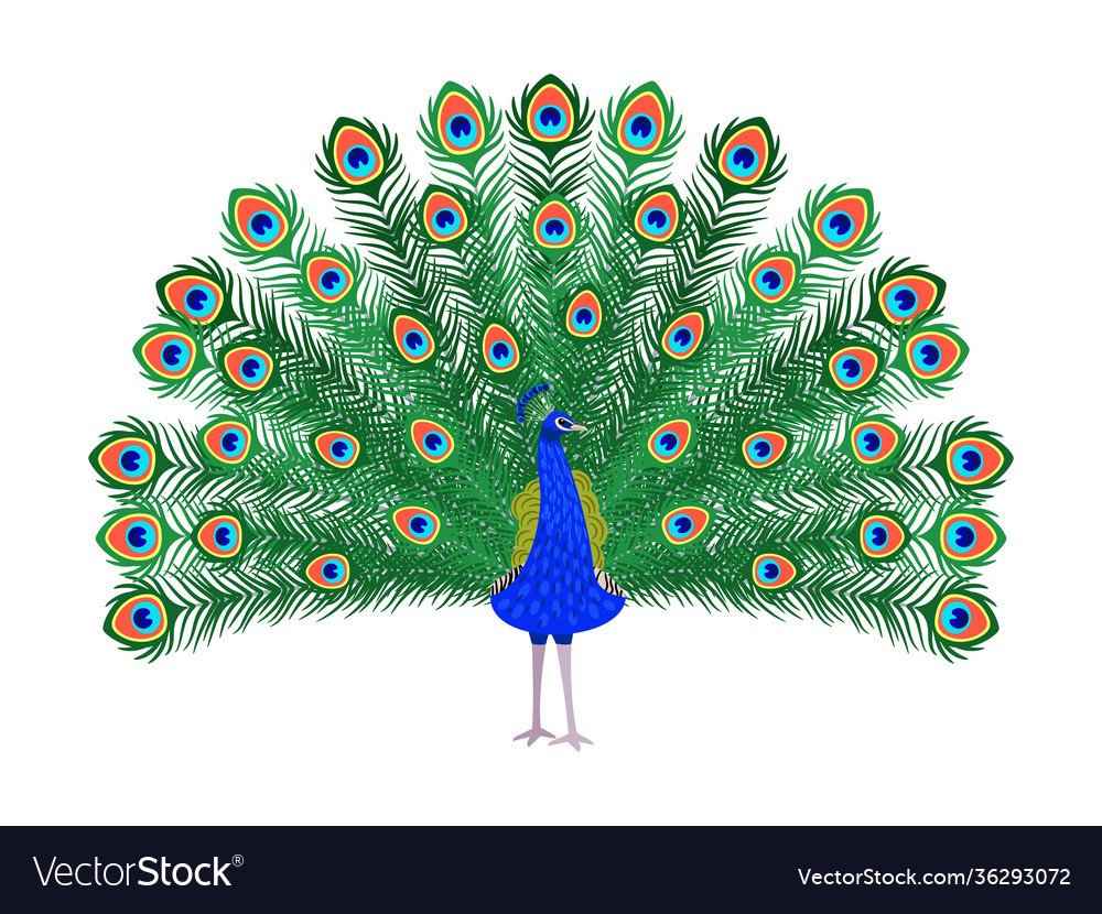 Павлин фото