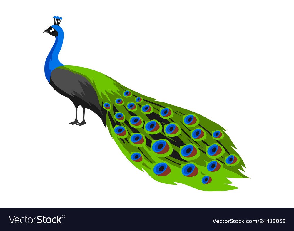 Картинка павлин на прозрачном фоне