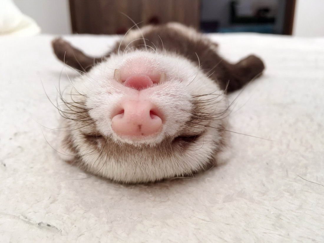 Спящие животные забавные