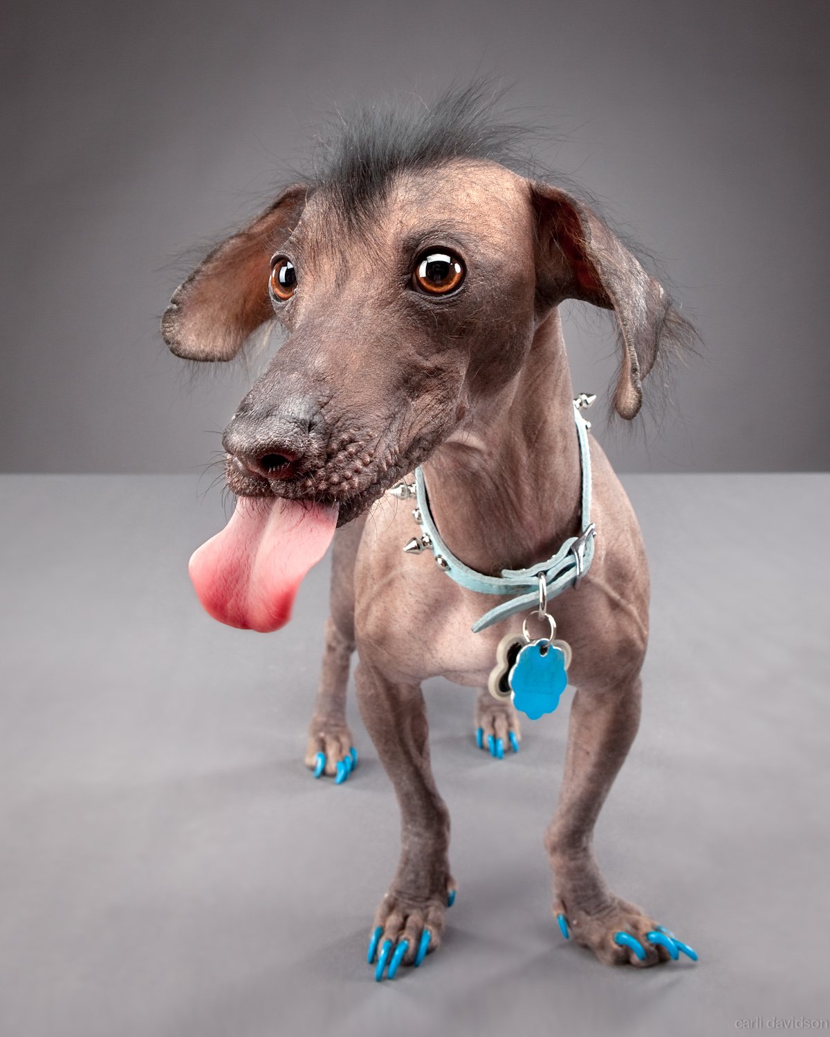 Юмор про собак