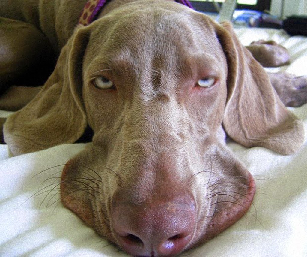 Усталая собака