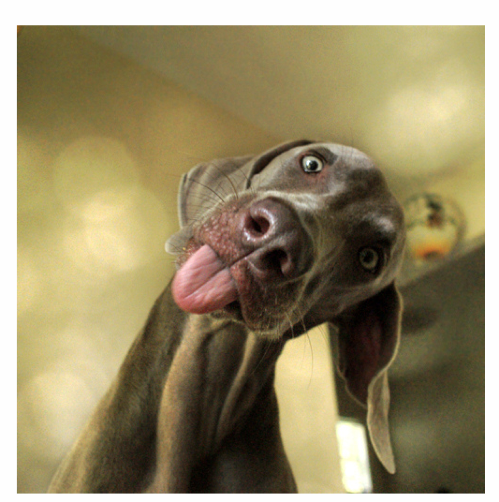 Прикольные животные с языком