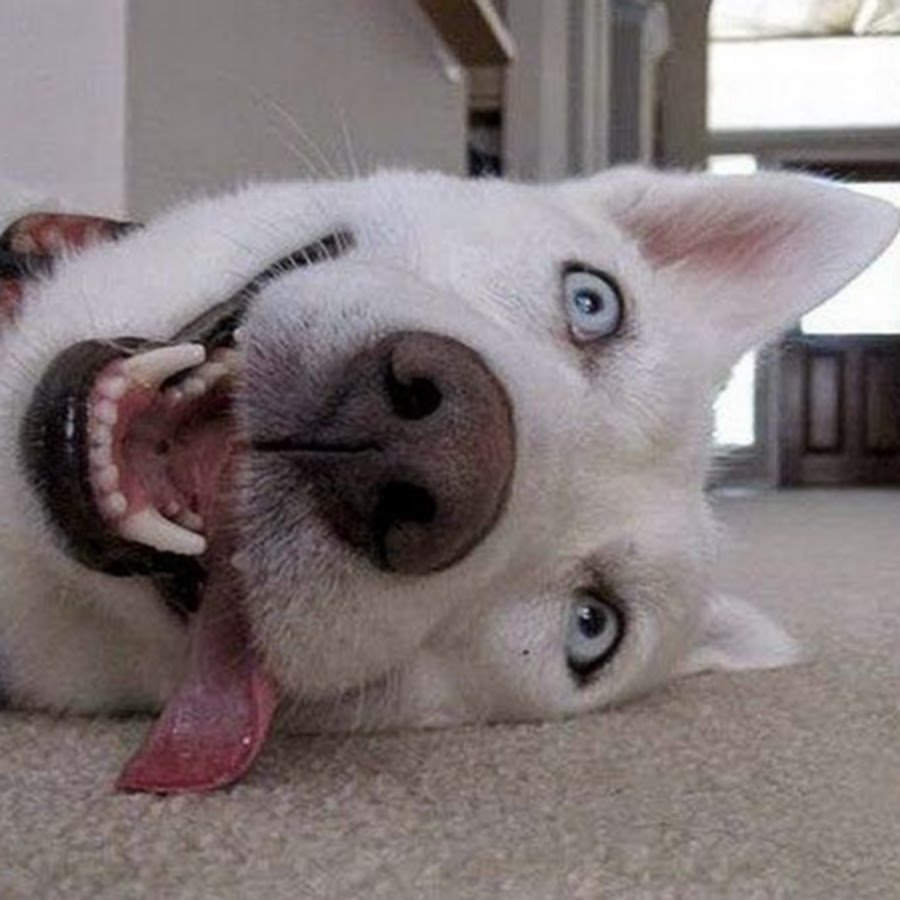 Наконец то пятница приколы