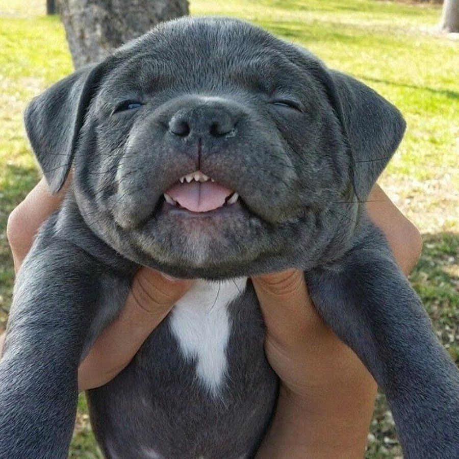 Смешные животные с надписями