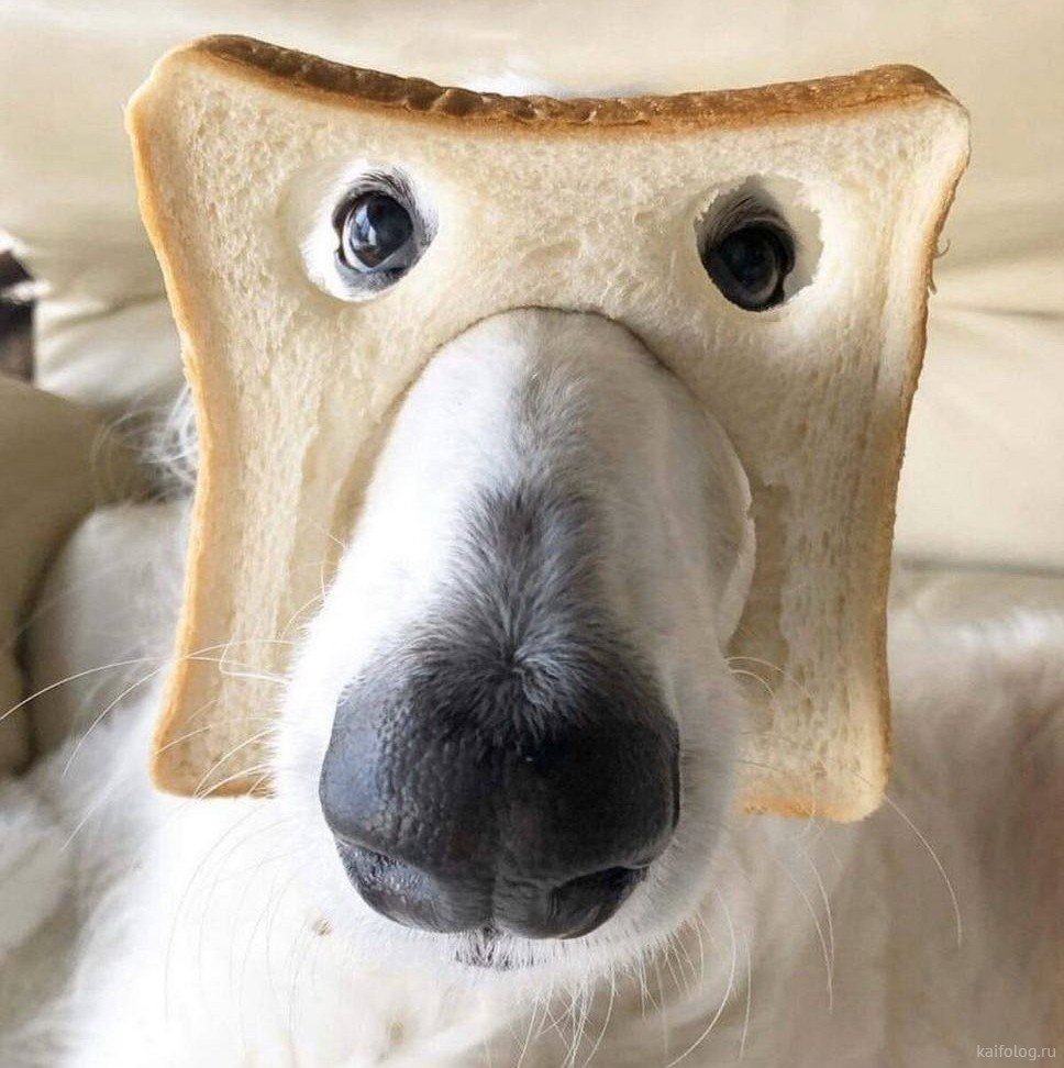 Смешные собаки в хлебе