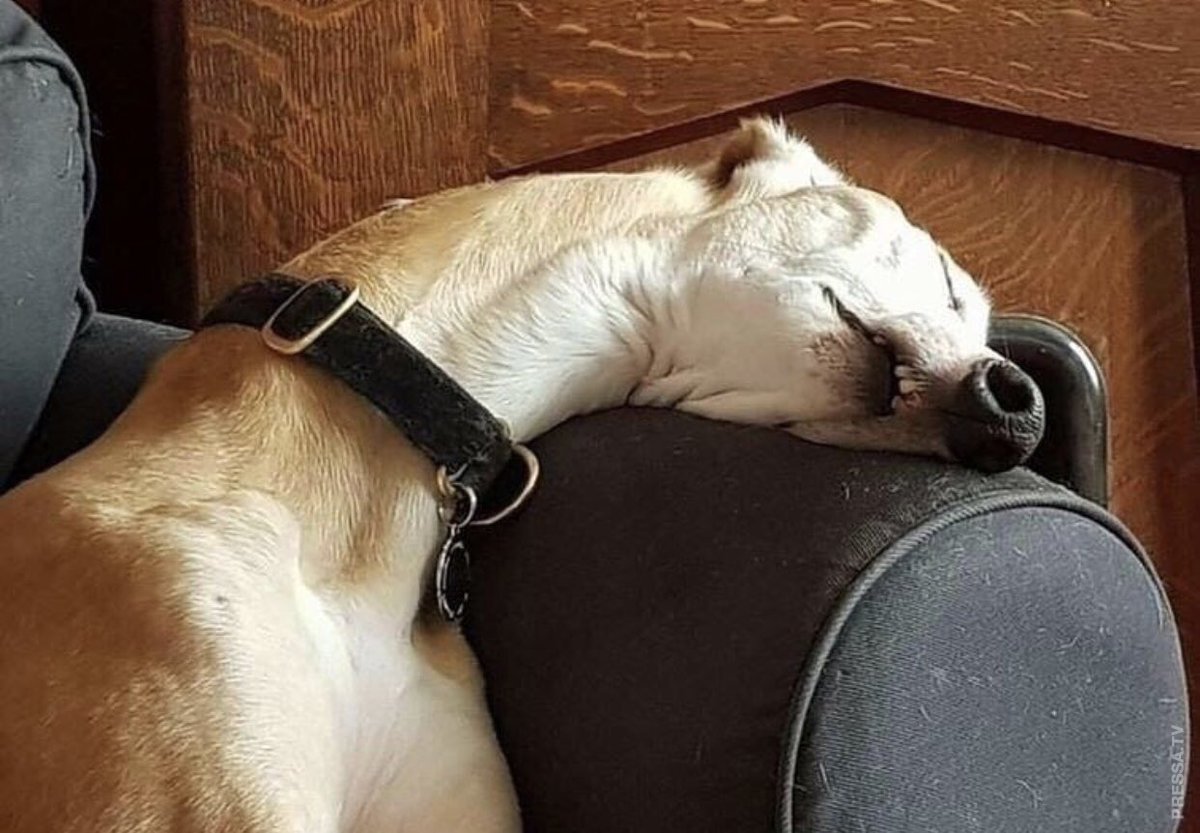 Смешные спящие собаки