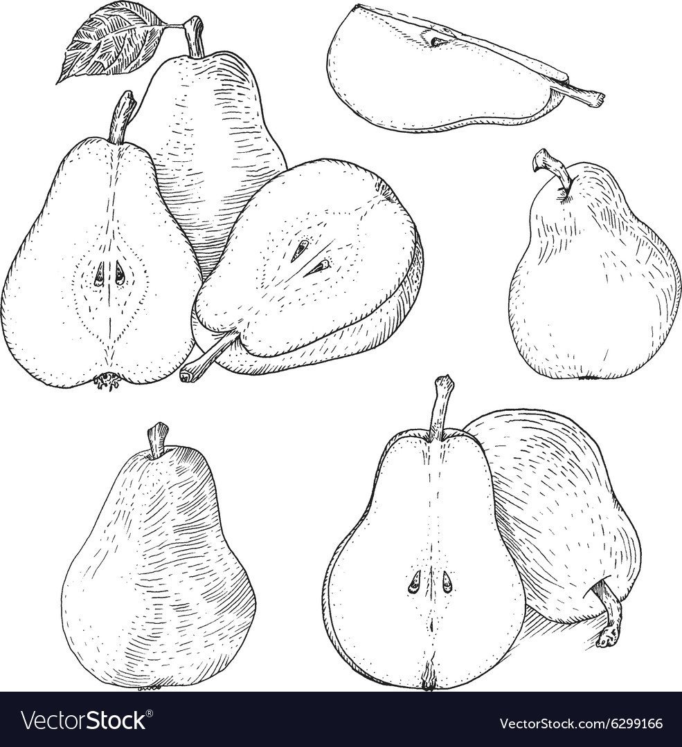 Фрукты карандашом