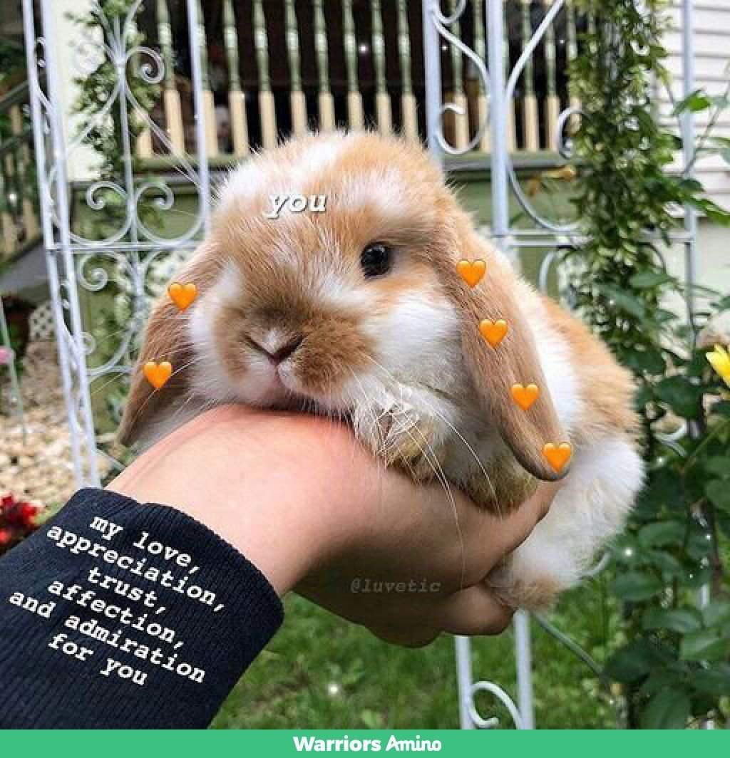 Кролик Эстетика