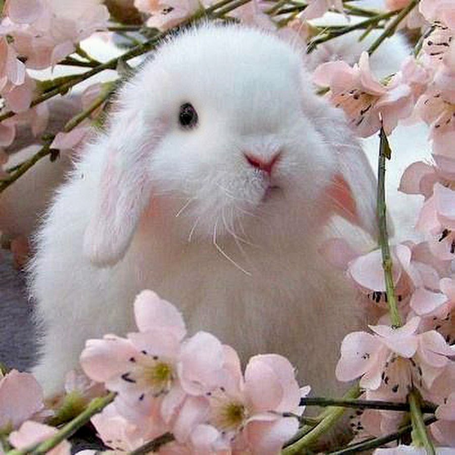 Елена Ерёмина Ёжики