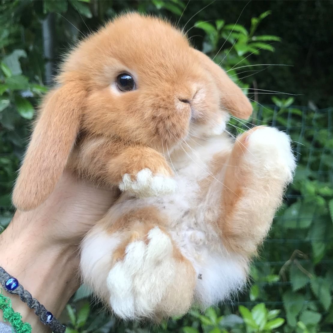 Милые зайчики