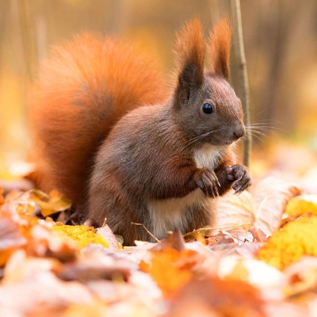 Дикие животные осенью