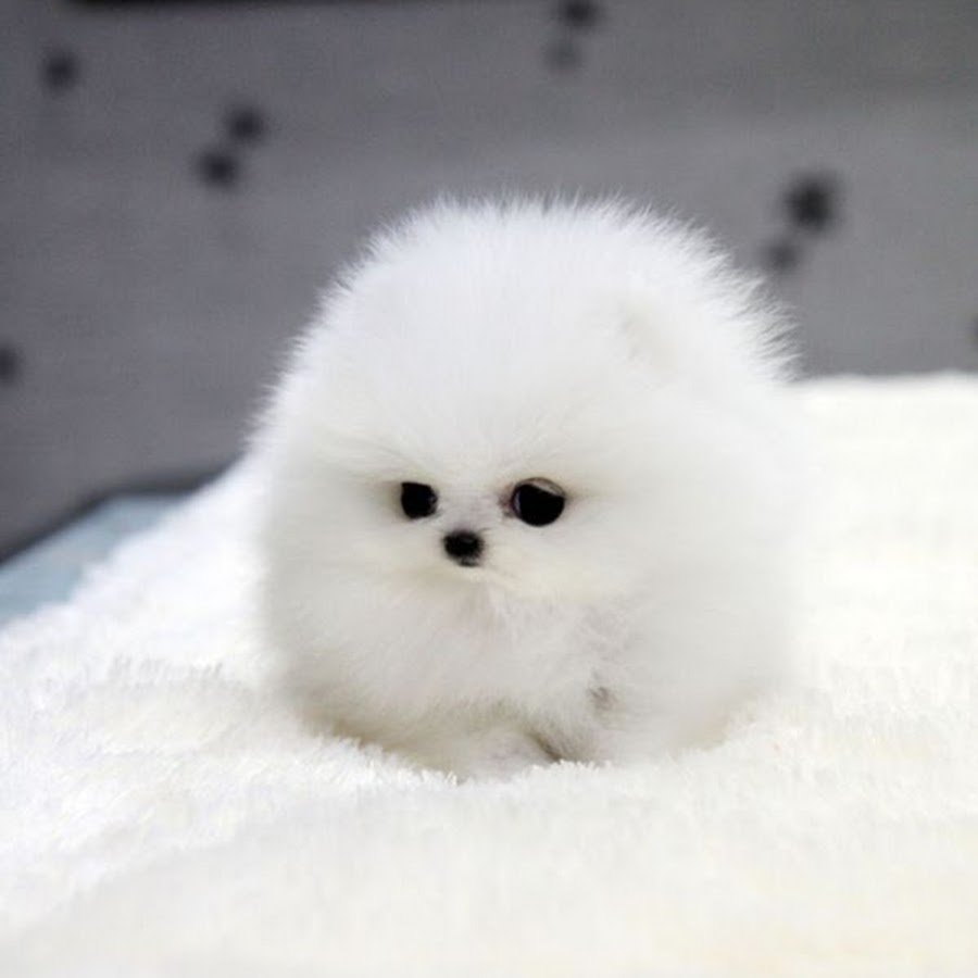 Белый вислоухий кролик