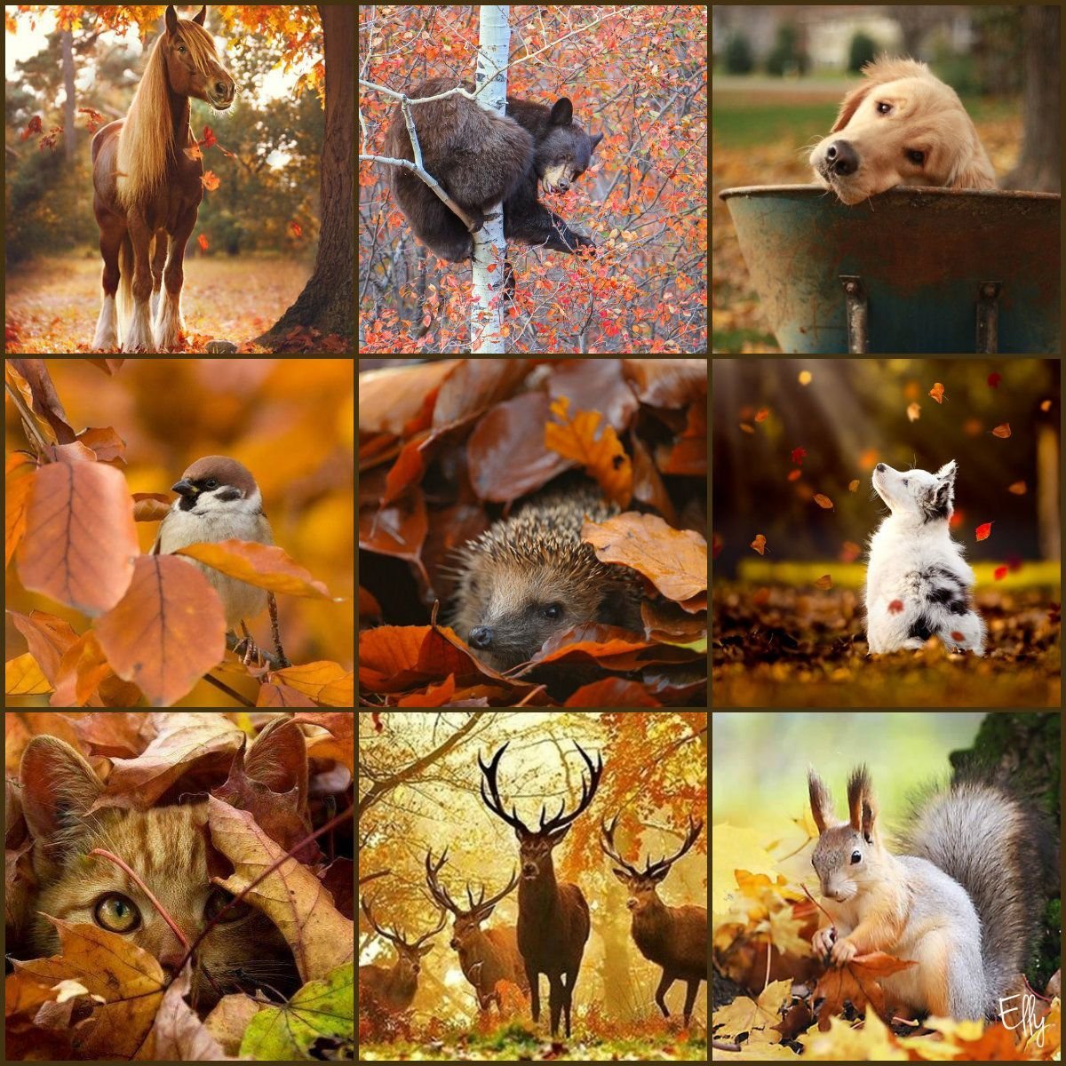 Форест Фокс