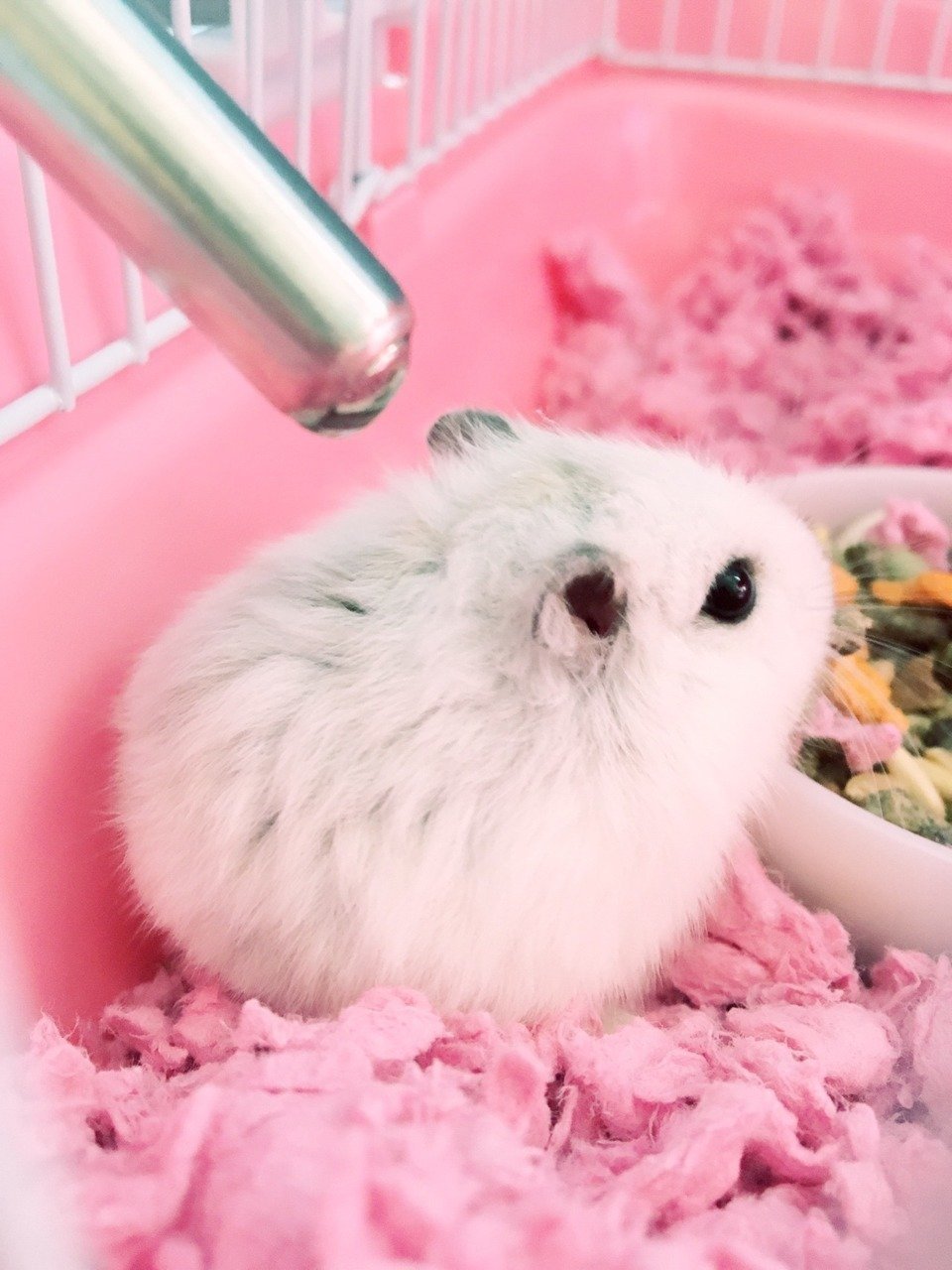 Карликовый шпиц флаффи